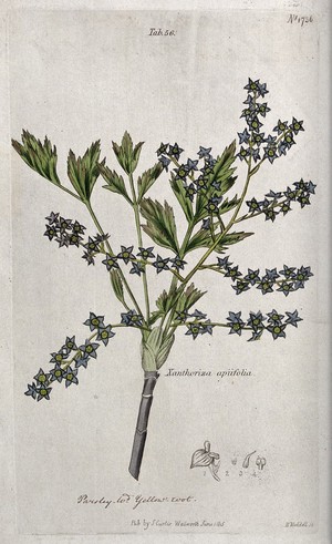 view Yellow root plant (Xanthorhiza apiifolia): flowering stem and floral segments. Coloured engraving by H. Weddell, c. 1815.