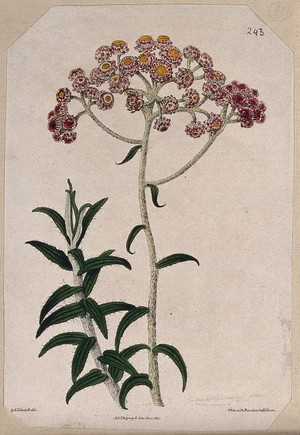 view Cudweed (Gnaphalium congestum): flowering stem. Coloured engraving by C. White, c. 1817, after S. Edwards.