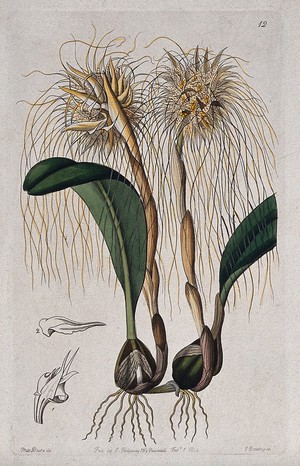 view A tropical orchid (Bulbophyllum species): flowering plant and floral segments. Coloured engraving by G. Barclay, c. 1842, after S. Drake.