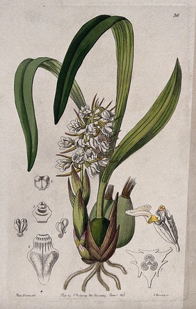 A tropical orchid (Coelia baueriana): flowering plant and floral segments. Coloured engraving by G. Barclay, c. 1842, after S. Drake.