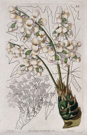 A begonia plant (Begonia crassicaulis): flowering stems and leaf. Coloured engraving by G. Barclay, c. 1842, after S. Drake.