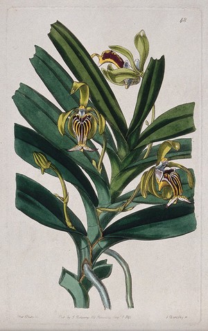 view An orchid (Vanda cristata): flowering stem. Coloured engraving by G. Barclay, c. 1842, after S. Drake.