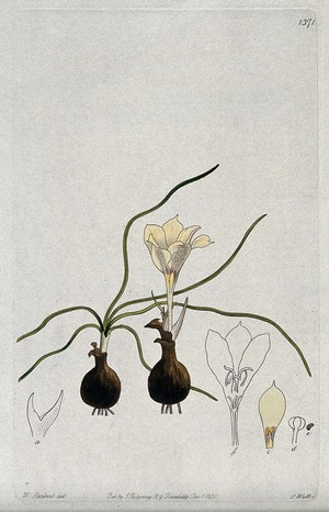 view A plant (Haylockia pusilla): flowering plants and floral segments. Coloured engraving by S. Watts, c. 1830, after W. Herbert.