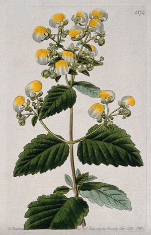 view A slipper flower (Calceolaria diffusa): flowering stem. Coloured engraving by S. Watts, c. 1830, after M. Hart.