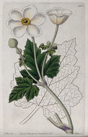 An anemone (Anemone species): flowering stem and leaf. Coloured engraving by S. Watts, c. 1831, after M. Hart.