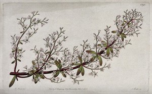 view A stonecrop plant (Sedum cepaea): flowering stem. Coloured engraving by S. Watts, c. 1831, after M. Hart.