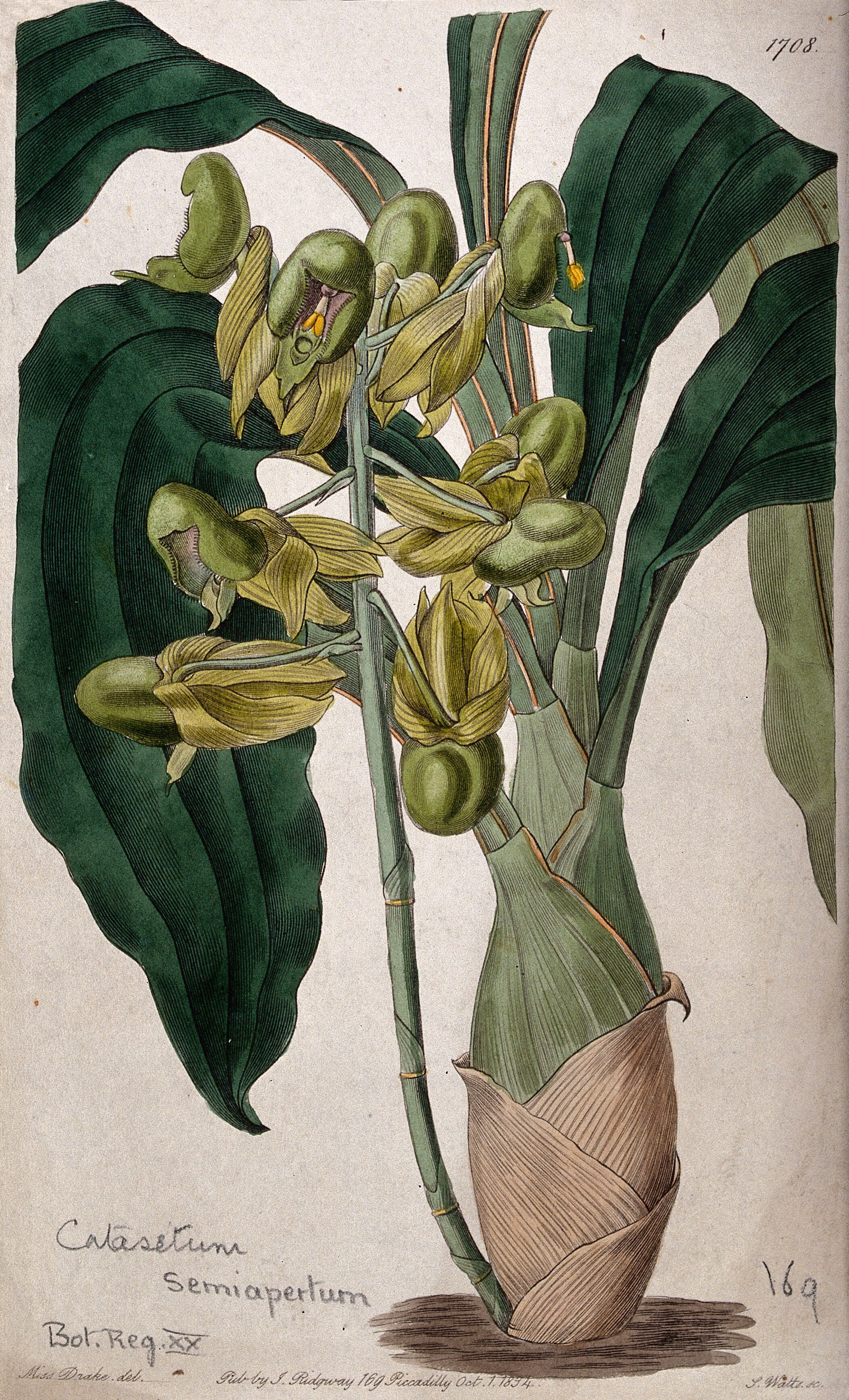 Catasetum orchid outlet