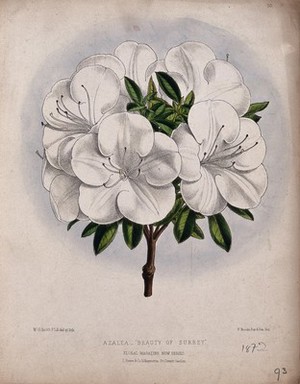 view An azalea (Rhododendron species): flowering stem. Coloured lithograph by W. G. Smith, c. 1872, after himself.