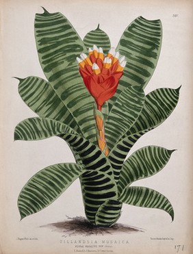 A plant (Tillandsia musaica): flowering stem. Coloured lithograph by J. N. Fitch, c. 1880, after himself.