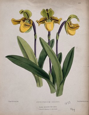 view A lady's slipper orchid (Cypripedium drurii): flowering stems. Coloured lithograph by J. N. Fitch, c. 1880, after himself.