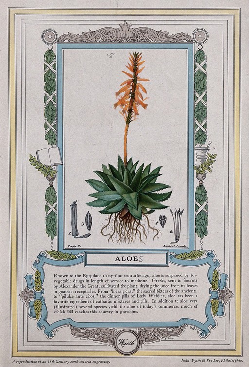 Barbados aloe plant (Aloe vera): flowering plant and floral segments. Reproduction of a coloured engraving by J. Lambert, c. 1842, after P. Turpin.