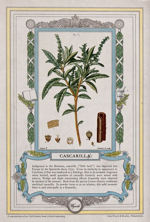 Cascarilla bark plant (Croton eluteria): flowering stem, bark and floral segments. Reproduction of a coloured engraving by J. Lambert, c. 1844, after P. Turpin.