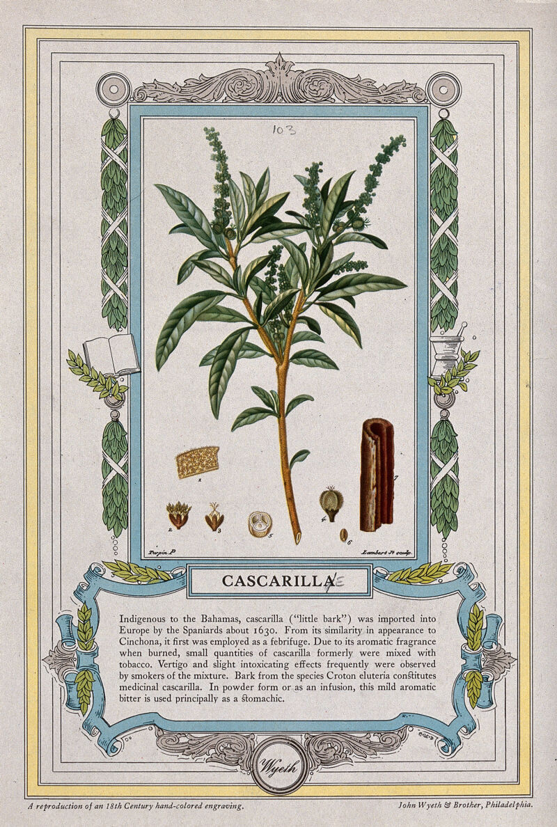 Cascarilla bark plant (Croton eluteria): flowering stem, bark and floral segments. Colour halftone after J. Lambert, c. 1844, after P. Turpin., 1844, by Pierre Jean François Turpin