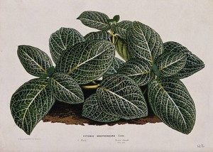 view A plant (Fittonia argyroneura): leafy plant. Chromolithograph by L. van Houtte, c. 1865.