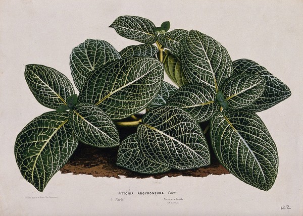 A plant (Fittonia argyroneura): leafy plant. Chromolithograph by L. van Houtte, c. 1865.