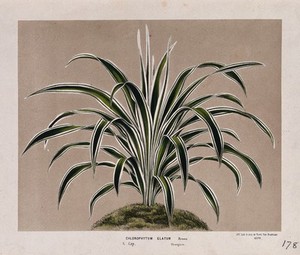 view A leafy plant (Chlorophytum elatum), related to the spider plant. Chromolithograph by L. van Houtte, c. 1875.