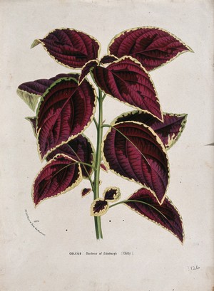 view Coleus plant (Solenostemon scutellarioides): leafy stem. Chromolithograph by L. van Houtte, c. 1877.