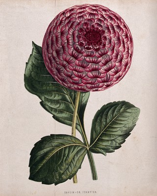 A dahlia (Dahlia species): flower and leaf. Chromolithograph, c. 1870, after H. Briscoe.