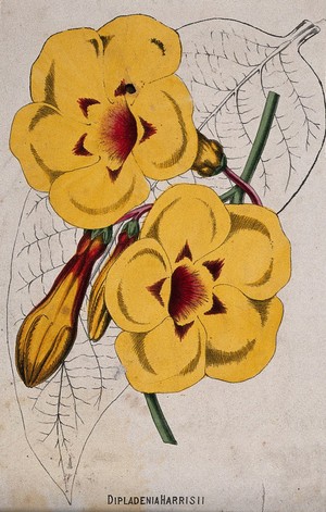 view A plant (Odontadenia speciosa): flowers and leaf. Chromolithograph, c. 1870, after H. Briscoe.