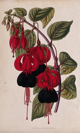 A fuchsia (Fuchsia species): flowering stem. Chromolithograph, c. 1870, after H. Briscoe.