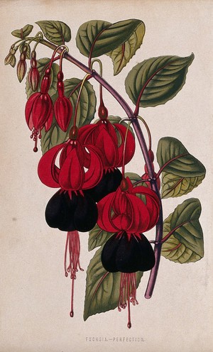 view A fuchsia (Fuchsia species): flowering stem. Chromolithograph, c. 1870, after H. Briscoe.