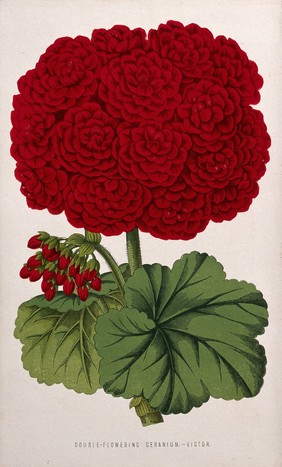 A double-flowered geranium (Geranium species) Chromolithograph, c. 1870, after H. Briscoe.