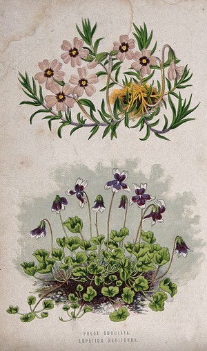 view Two flowering plants: a phlox (Phlox subulata) above a violet (Viola hederacea) Chromolithograph, c. 1870, after A. F. Lydon.