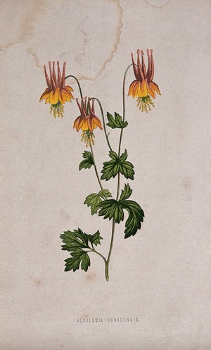 view A columbine (Aquilegia canadensis): flowering stem. Chromolithograph, c. 1870, after H. Briscoe.