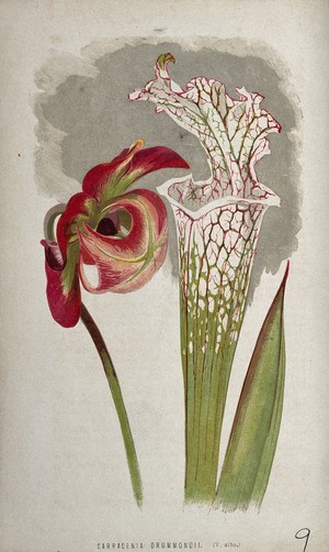 view A pitcher plant (Sarracenia drummondii): flower, young leaf and pitcher. Chromolithograph, c. 1870, after H. Briscoe.