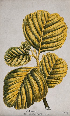 view Golden-leaved alder (Alnus species): leafy shoot. Chromolithograph, c. 1870, after H. Briscoe.