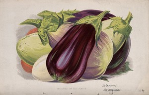 view Aubergine or egg plant (Solanum melongena): fruits of different varieties. Chromolithograph, c. 1870, after H. Briscoe.