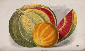 view Two melon fruits, a honeydew melon (Cucumis melo) and water melon (Citrullus lanatus) Chromolithograph, c. 1870, after H. Briscoe.