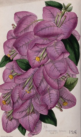 A bougainvillea plant (Bougainvillea speciosa): flowering stem. Coloured zincograph by J. Andrews, c. 1861, after himself.