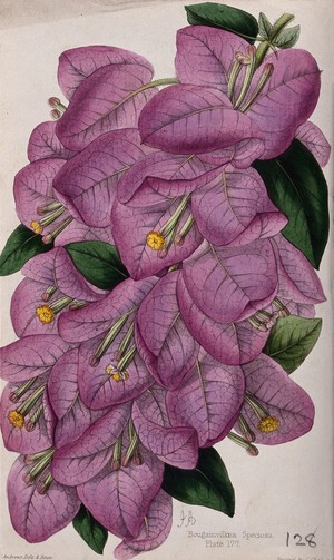 view A bougainvillea plant (Bougainvillea speciosa): flowering stem. Coloured zincograph by J. Andrews, c. 1861, after himself.