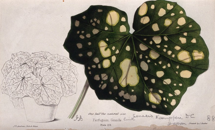A plant (Senecio kaempferi): variegated leaf and entire potted plant. Coloured zincograph by J. Andrews, c. 1861, after himself.