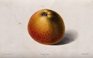 view A "Cox's" Orange Pippin apple (Malus sylvestris cv.). Coloured zincograph by J. Andrews, c. 1861, after himself.