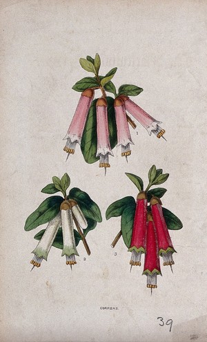 view Three hybrids of the Australian fuchsia plant (Correa species): flowering stems. Coloured lithograph, c. 1856.