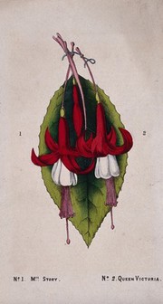 Two cultivars of fuchsia (Fuchsia species): flowers and a leaf. Coloured lithograph, c. 1855.