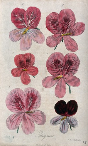 view Flowers of six different varieties of pelargonium. Coloured engraving by J. & J. Parkin, c. 1835.