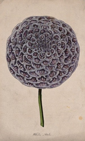 view A garden dahlia (Dahlia variabilis): one large flower. Coloured engraving, c. 1842.