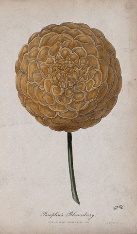 A garden dahlia (Dahlia 'Pamplin's Bloomsbury'): one large flower. Coloured aquatint by D. Hayes, c. 1840.