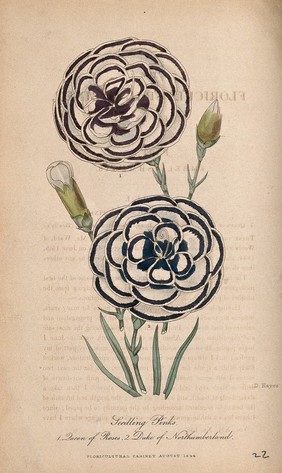 Two varieties of pinks (Dianthus cultivars): flowers and buds. Coloured etching by D. Hayes, c. 1844.