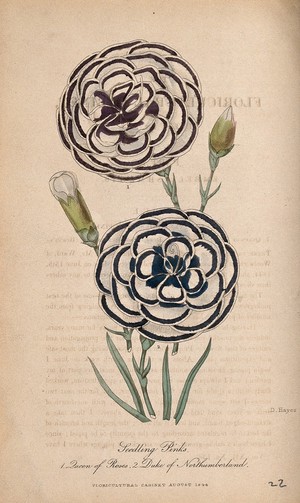 view Two varieties of pinks (Dianthus cultivars): flowers and buds. Coloured etching by D. Hayes, c. 1844.