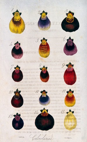 view Fifteen flowers from different varieties of slipper flower (Calceolaria species). Coloured engraving by J. & J. Parkin, 1835, after C. W. Harrison.