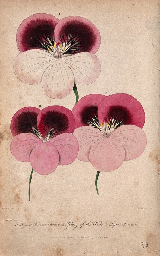 Three flowers from different varieties of pelargonium (Pelargonium species). Coloured engraving by D. Hayes, 1842, after A. Penley.