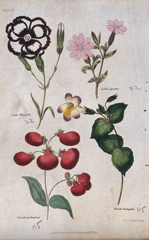 view Four flowering plants: a pink (Dianthus), a campion (Lychnis), a slipper flower (Calceolaria) and a monkey flower (Mimulus). Coloured engraving by J. & J. Parkin, 1833.