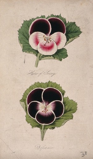 view Two flowers from different varieties of pelargonium (Pelargonium species). Coloured lithograph.