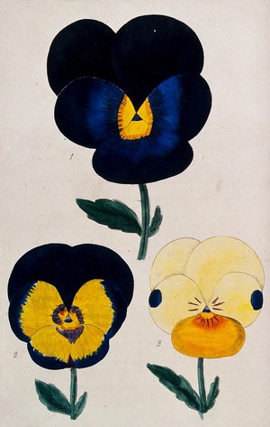 view Flowers of three different varieties of pansy (Viola species). Coloured engraving by J. & J. Parkin, c. 1835.