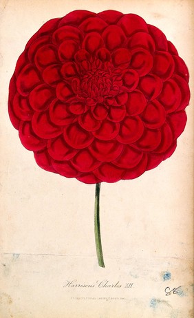 A garden dahlia (Dahlia 'Charles XII'): one large flower. Coloured aquatint by D. Hayes, c. 1840.