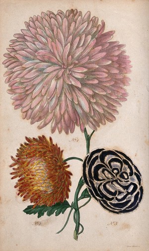 view Three flowers: a carnation (Dianthus caryophyllus) and two large Compositae species. Coloured aquatint by A. Adlard, c. 1838.